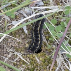 Apina callisto at Scullin, ACT - 14 Sep 2021