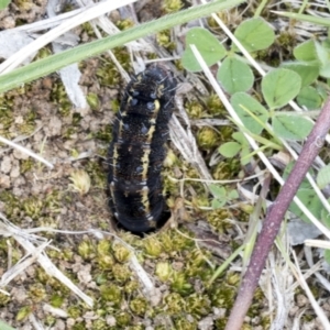 Apina callisto at Scullin, ACT - 14 Sep 2021