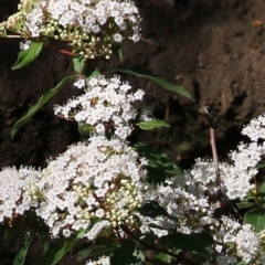 Viburnum tinus (Laurustinus) at West Wodonga, VIC - 15 Sep 2021 by KylieWaldon