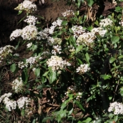 Viburnum tinus at West Wodonga, VIC - 15 Sep 2021 09:08 AM