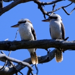 Dacelo novaeguineae (Laughing Kookaburra) at Molonglo River Reserve - 14 Sep 2021 by Kurt