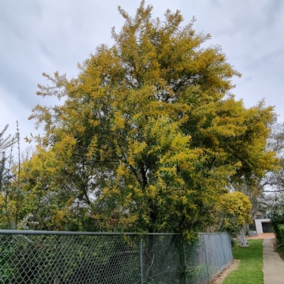 Acacia rubida (Red-stemmed Wattle, Red-leaved Wattle) at Narrabundah, ACT - 9 Sep 2021 by CCMB