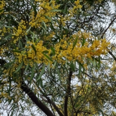 Acacia rubida at Narrabundah, ACT - 10 Sep 2021 12:43 AM