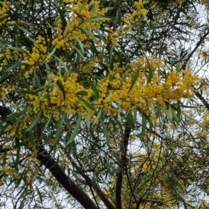 Acacia rubida at Narrabundah, ACT - 10 Sep 2021