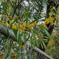 Acacia rubida at Narrabundah, ACT - 10 Sep 2021