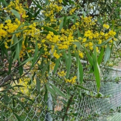 Acacia rubida at Narrabundah, ACT - 10 Sep 2021