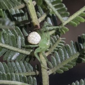 Lehtinelagia prasina at Higgins, ACT - 14 Sep 2021 12:00 PM