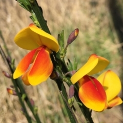 Cytisus scoparius subsp. scoparius (Scotch Broom, Broom, English Broom) at Canberra Central, ACT - 15 Sep 2021 by RWPurdie