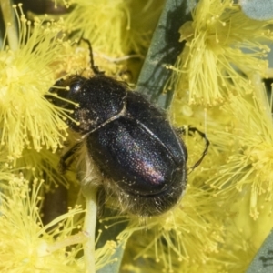 Liparetrus sp. (genus) at Scullin, ACT - 14 Sep 2021