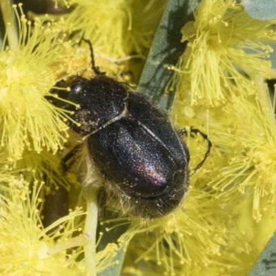 Liparetrus sp. (genus) (Chafer beetle) at Scullin, ACT - 14 Sep 2021 by AlisonMilton