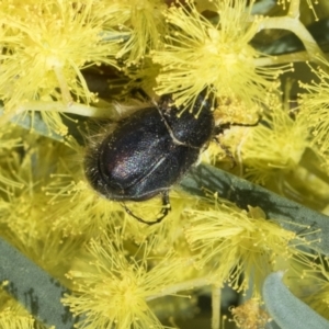 Liparetrus sp. (genus) at Scullin, ACT - 14 Sep 2021