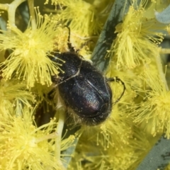 Liparetrus sp. (genus) at Scullin, ACT - 14 Sep 2021