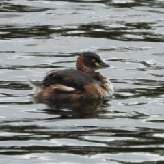 Tachybaptus novaehollandiae (Australasian Grebe) at Cranbrook, QLD - 28 Aug 2021 by TerryS