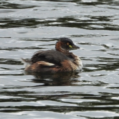 Tachybaptus novaehollandiae (Australasian Grebe) at Cranbrook, QLD - 27 Aug 2021 by TerryS