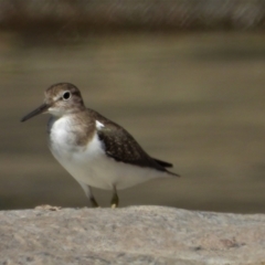 Actitis hypoleucos (Common Sandpiper) at Cranbrook, QLD - 12 Nov 2019 by TerryS