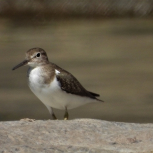 Actitis hypoleucos at Cranbrook, QLD - 12 Nov 2019 09:13 AM