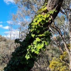 Hedera sp. (helix or hibernica) (Ivy) at Jerrabomberra, ACT - 15 Sep 2021 by Mike
