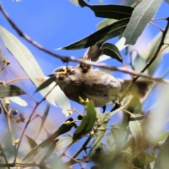 Caligavis chrysops (Yellow-faced Honeyeater) at West Wodonga, VIC - 15 Sep 2021 by KylieWaldon