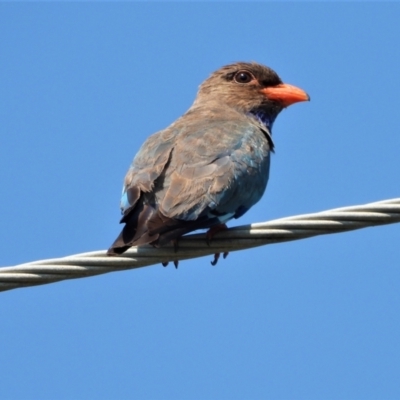Eurystomus orientalis (Dollarbird) at Cranbrook, QLD - 17 Dec 2019 by TerryS