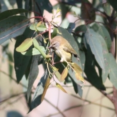 Acanthiza lineata (Striated Thornbill) at West Wodonga, VIC - 15 Sep 2021 by KylieWaldon