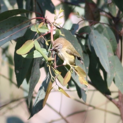 Acanthiza lineata (Striated Thornbill) at Wodonga - 14 Sep 2021 by Kyliegw