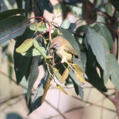 Acanthiza lineata (Striated Thornbill) at West Wodonga, VIC - 15 Sep 2021 by KylieWaldon