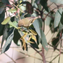 Acanthiza lineata at West Wodonga, VIC - 15 Sep 2021