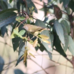 Acanthiza lineata at West Wodonga, VIC - 15 Sep 2021