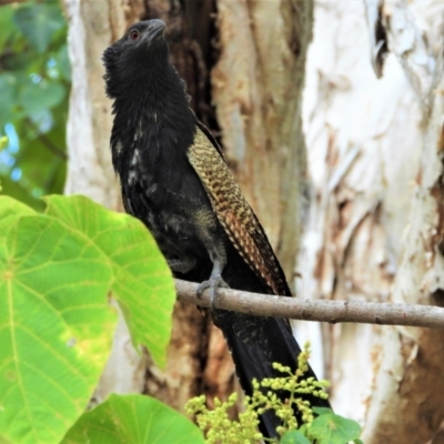 Centropus phasianinus (Pheasant Coucal) at Cranbrook, QLD - 28 Aug 2021 by TerryS