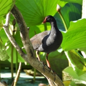 Gallinula tenebrosa at Cranbrook, QLD - 30 Nov 2019