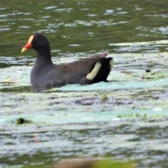 Gallinula tenebrosa (Dusky Moorhen) at Cranbrook, QLD - 7 Mar 2020 by TerryS