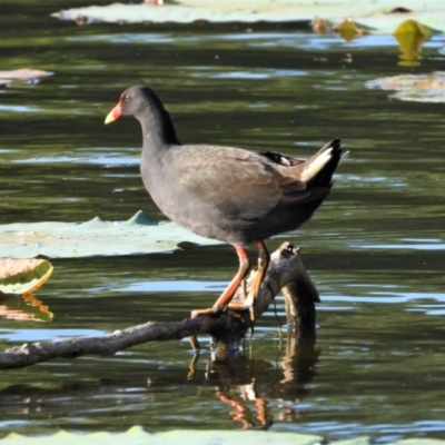 Gallinula tenebrosa (Dusky Moorhen) at Cranbrook, QLD - 28 Sep 2019 by TerryS