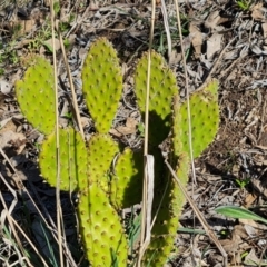 Opuntia puberula (Puberula Cactus) at Isaacs Ridge - 15 Sep 2021 by Mike