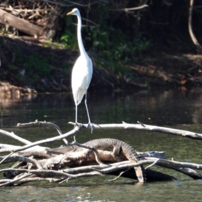 Ardea alba (Great Egret) at Douglas, QLD - 29 Jun 2019 by TerryS