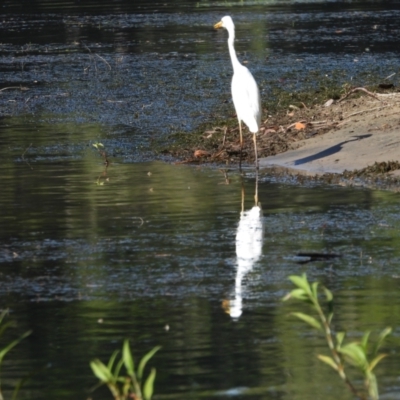 Ardea plumifera (Plumed Egret) at Douglas, QLD - 3 Dec 2019 by TerryS