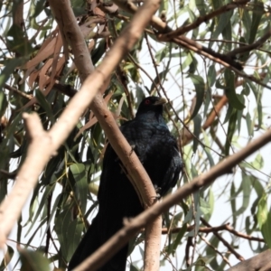 Eudynamys orientalis at Cranbrook, QLD - 31 Oct 2020 08:14 AM