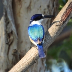Todiramphus macleayii (Forest Kingfisher) at Cranbrook, QLD - 31 Aug 2019 by TerryS
