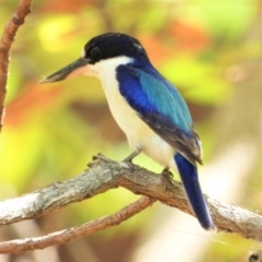 Todiramphus macleayii (Forest Kingfisher) at Cranbrook, QLD - 28 Oct 2019 by TerryS