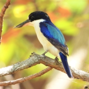 Todiramphus macleayii at Cranbrook, QLD - 28 Oct 2019