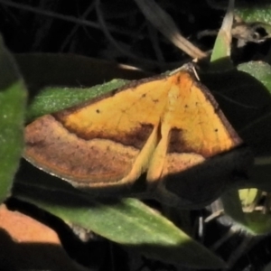 Anachloris subochraria at Coombs, ACT - 15 Sep 2021