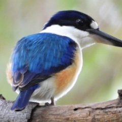 Todiramphus macleayii (Forest Kingfisher) at Cranbrook, QLD - 11 Jul 2020 by TerryS