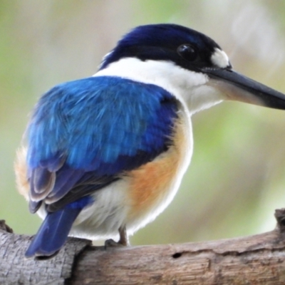 Todiramphus macleayii (Forest Kingfisher) at Cranbrook, QLD - 11 Jul 2020 by TerryS