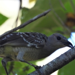 Chlamydera nuchalis (Great Bowerbird) at Aitkenvale, QLD - 9 Feb 2020 by TerryS