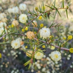 Acacia ulicifolia (Prickly Moses) at Isaacs Ridge - 15 Sep 2021 by Mike