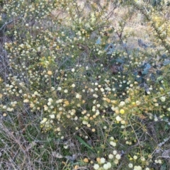 Acacia ulicifolia at Jerrabomberra, ACT - 15 Sep 2021