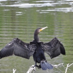 Phalacrocorax carbo (Great Cormorant) at Cranbrook, QLD - 3 Aug 2019 by TerryS