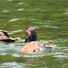 Aythya australis (Hardhead) at Cranbrook, QLD - 28 Dec 2019 by TerryS