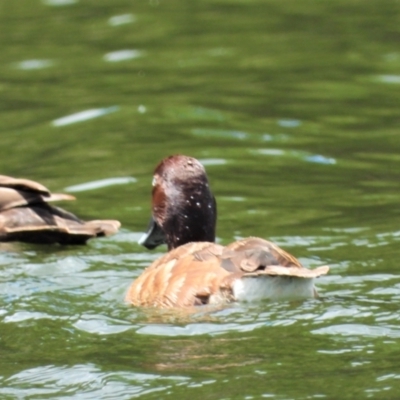 Aythya australis (Hardhead) at Cranbrook, QLD - 27 Dec 2019 by TerryS