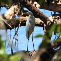 Ardea alba (Great Egret) at Cranbrook, QLD - 7 Oct 2019 by TerryS