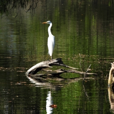 Ardea plumifera (Plumed Egret) at Cranbrook, QLD - 2 Dec 2019 by TerryS